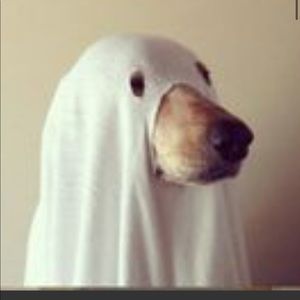 Meet your Posher, Steve